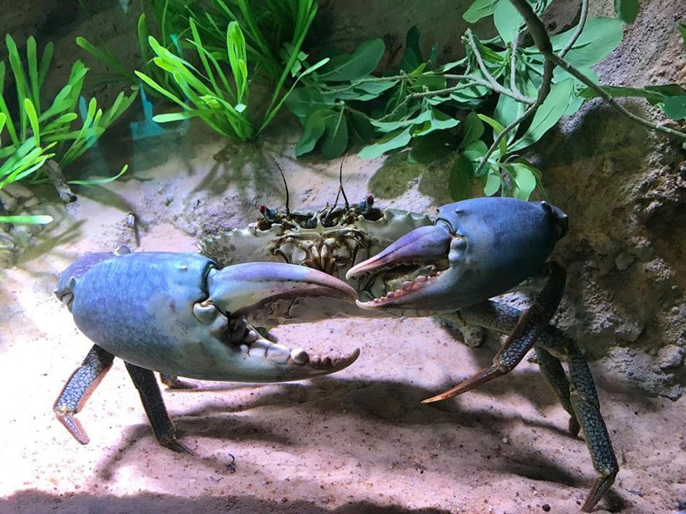 mud crab Cairns Aquarium