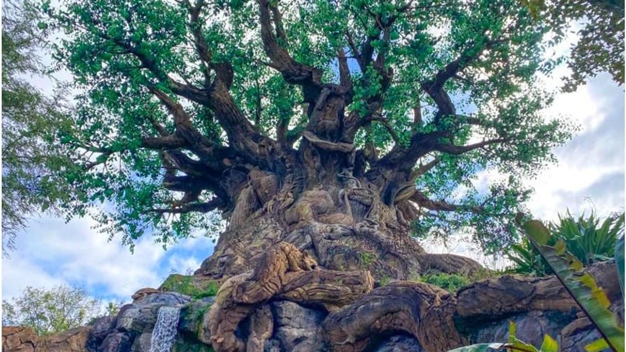 Multi branching tree