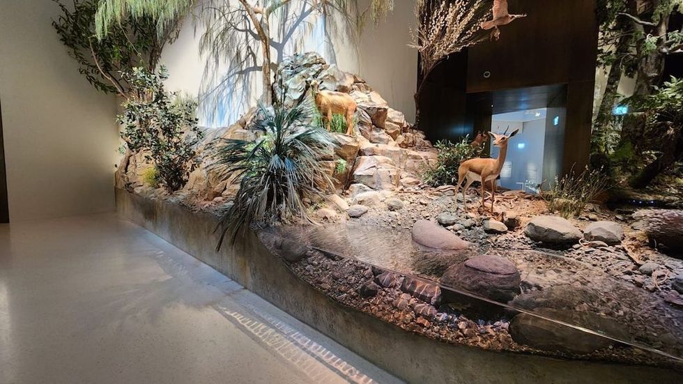 Museum diorama at Natural History Museum of Abu Dhabi with deer in a desert landscape, featuring rocks and greenery.