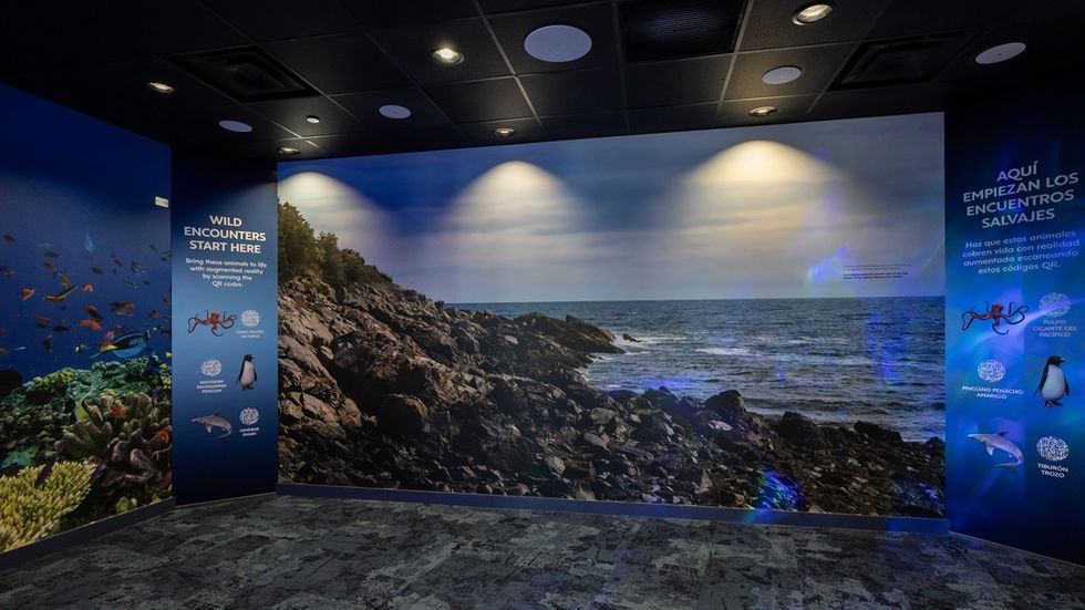 Museum exhibit entrance with ocean mural and wildlife display signs.