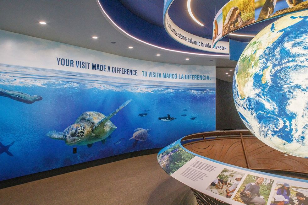 Museum exhibit with a globe and underwater sea turtle mural.
