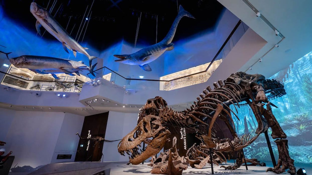 Museum exhibit with dinosaur skeleton and suspended marine creatures.
