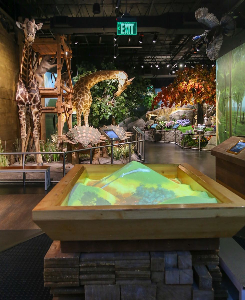 Museum exhibit with giraffe models and interactive sandbox display.