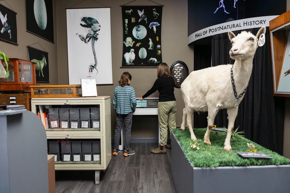 Museum exhibit with goat model, people browsing, and scientific posters on walls.