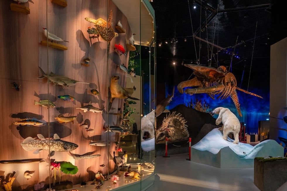 Museum exhibit with mounted fish, polar bears, and large crustacean skeleton display.