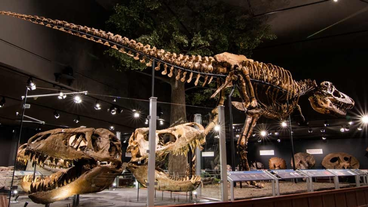 museum of the rockies tkings