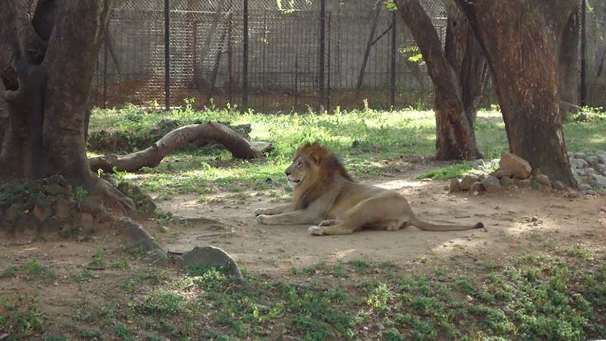 mysore zoo Karnataka
