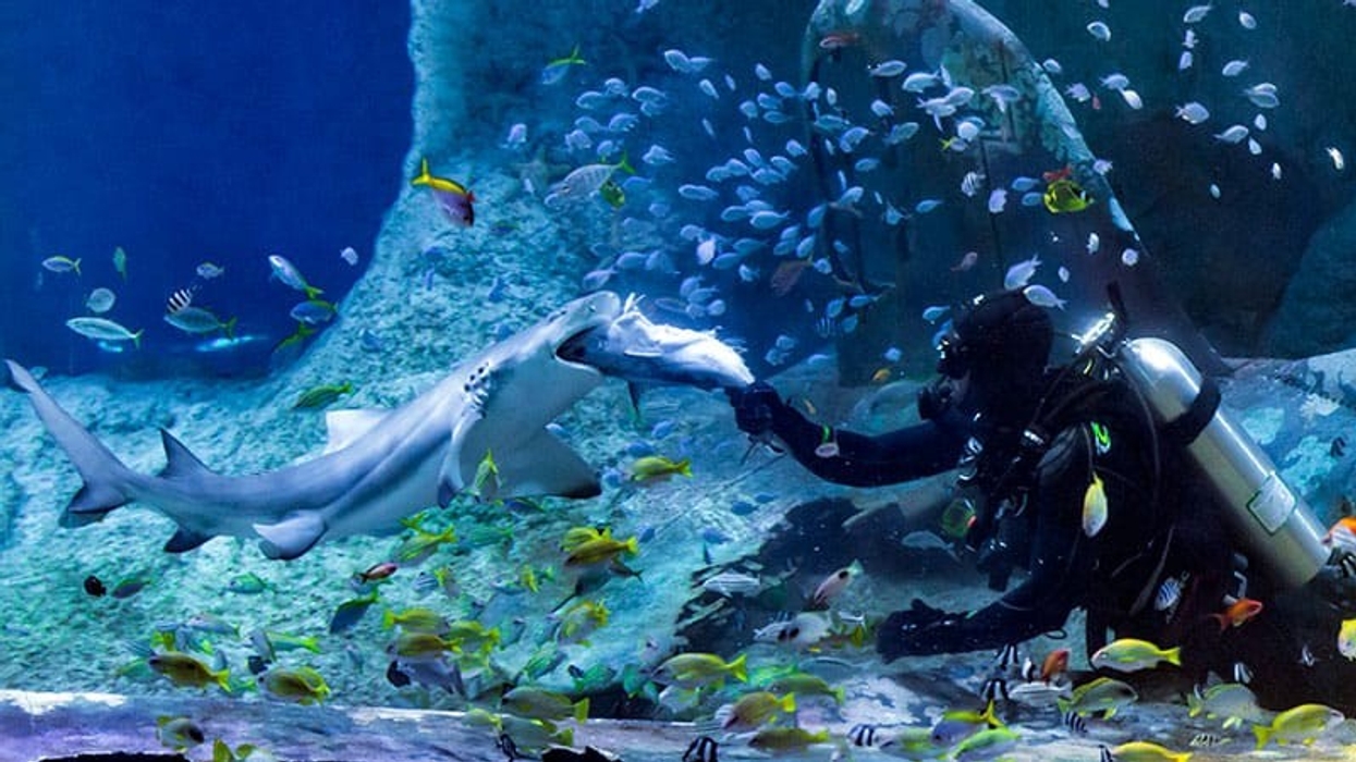 national-aquarium-abu-dhabi