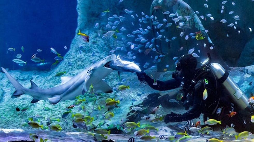 national-aquarium-abu-dhabi