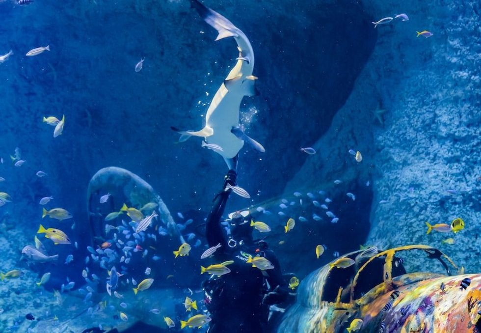 national-aquarium-abu-dhabi