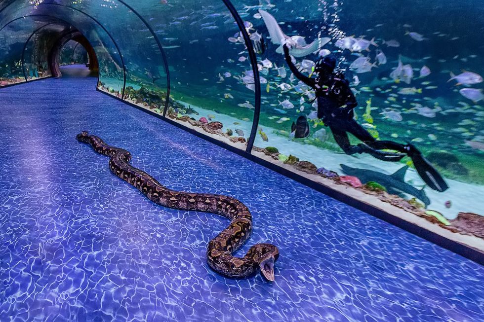 national aquarium abu dhabi