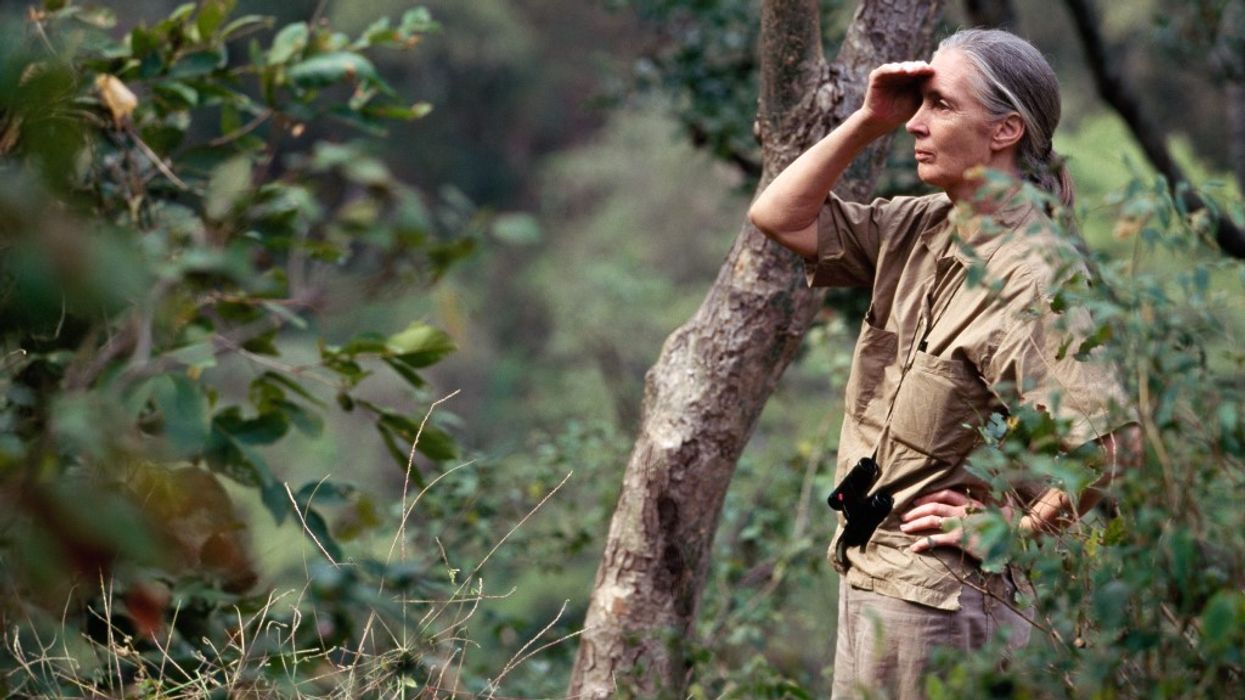 National Geographic Becoming Jane Photo by Michael Nichols, National Geographic