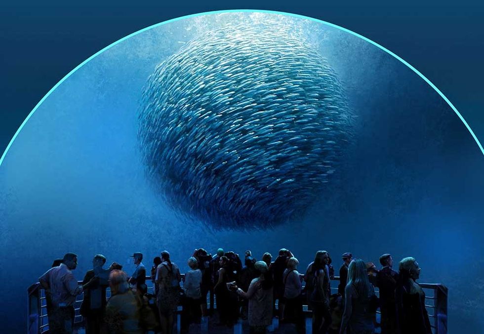 national geographic encounter bait ball