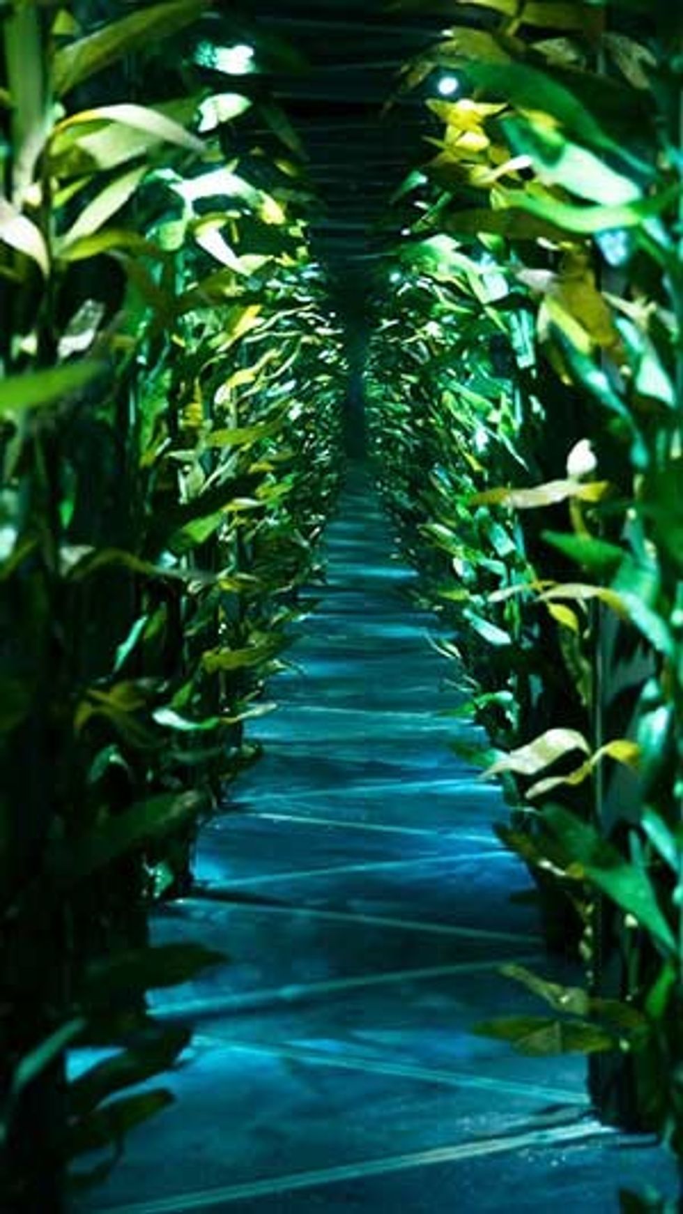 National geographic encounter kelp forest
