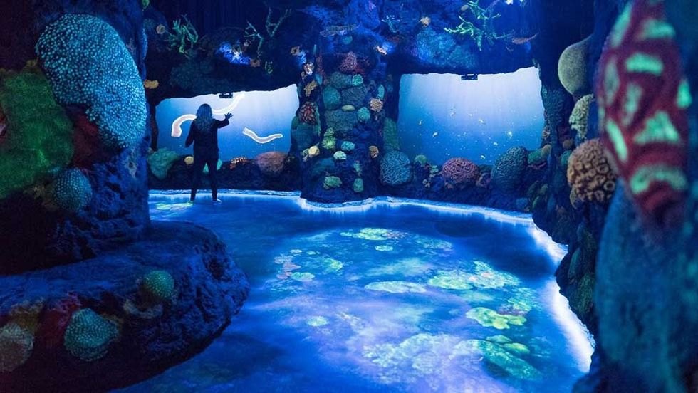 national geographic encounter night coral reef