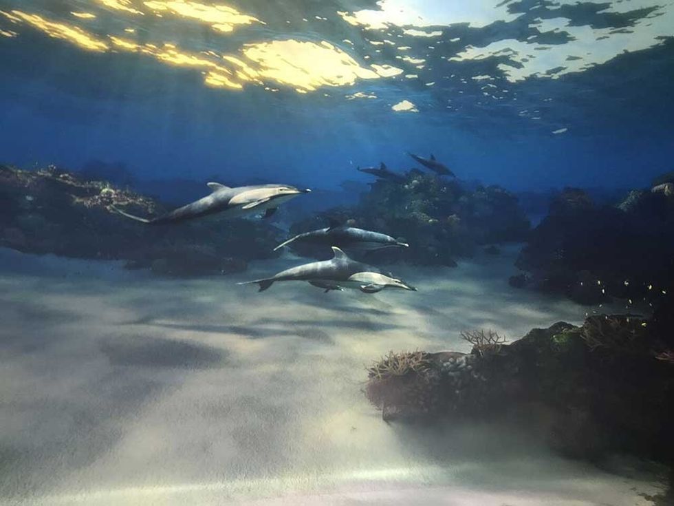 national geographic encounter: ocean odyssey dolphins swimming in shallow water