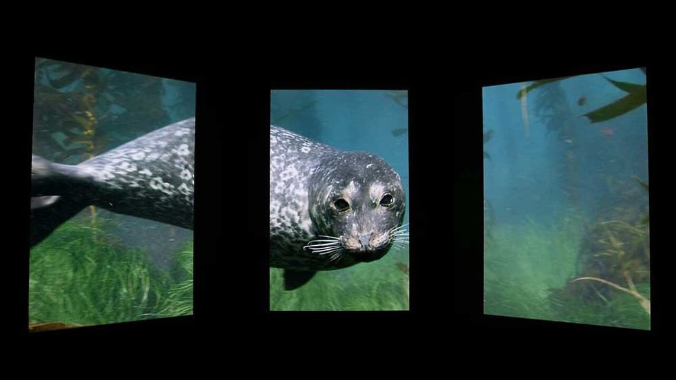 national geographic encounter pre show harbor seal