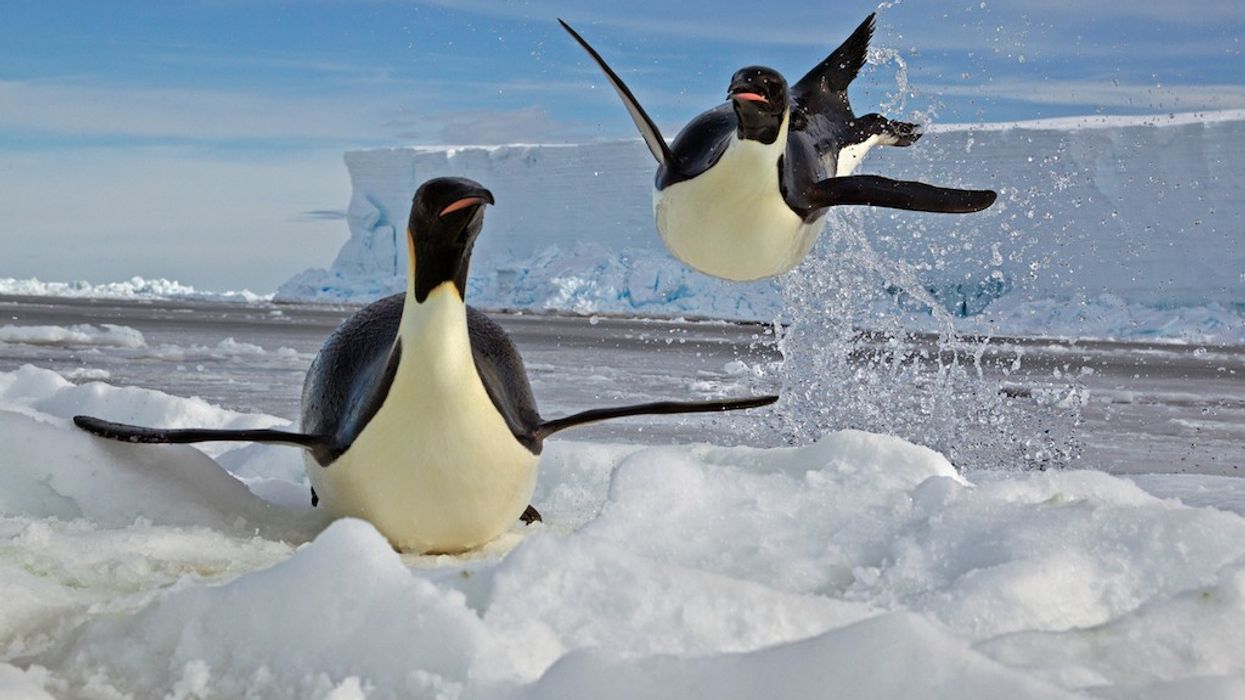 National-Geographic-Greatest-Wildlife-Photographers