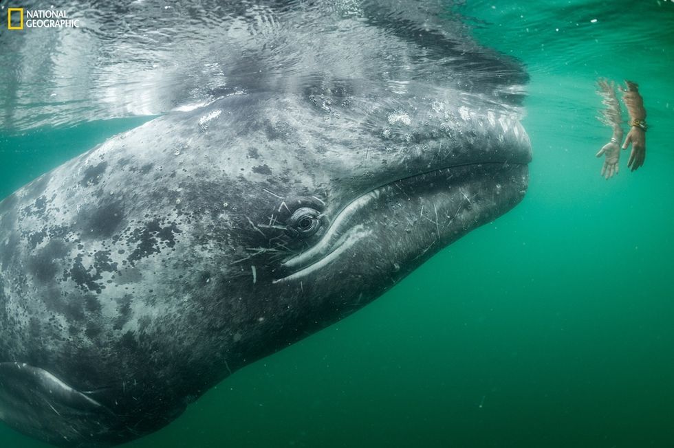 National Geographic: Greatest Wildlife Photographs GRAY WHALES Photograph by Thomas P. Peschak