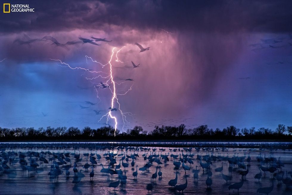 National Geographic: Greatest Wildlife Photographs SANDHILL CRANES Photograph by Randy Olson