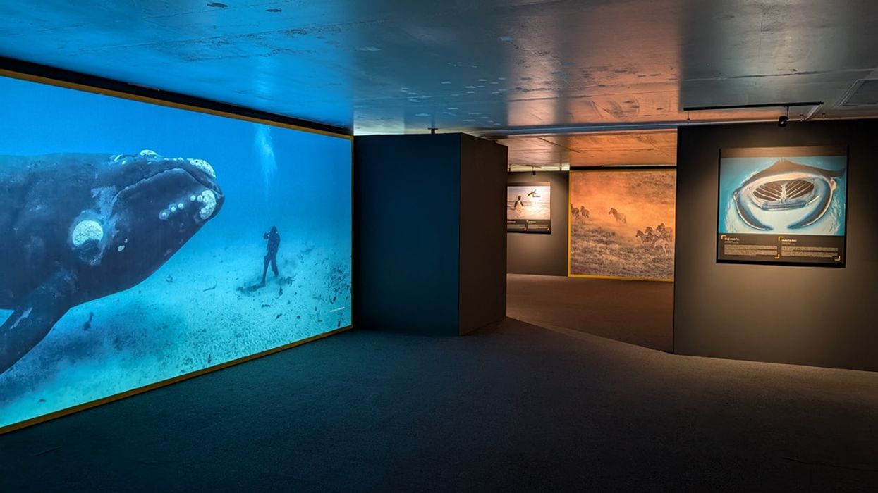 National Geographic Liège-Guillemins station The Greatest Wildlife Photographs courtesy of Europa Expo