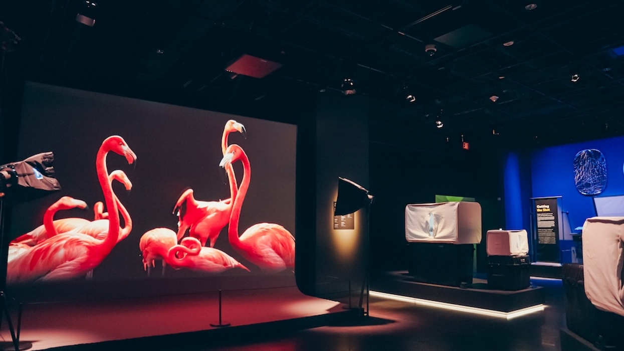 National Geographic Museum exhibit with flamingos projected on a screen