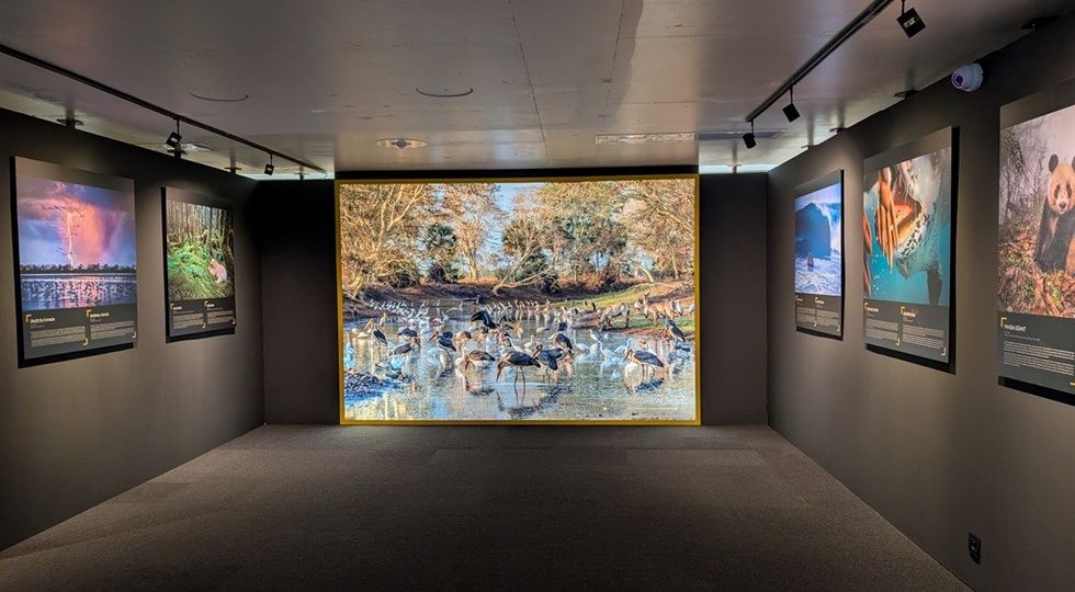 National Geographic The Greatest Wildlife Photographs courtesy of Europa Expo