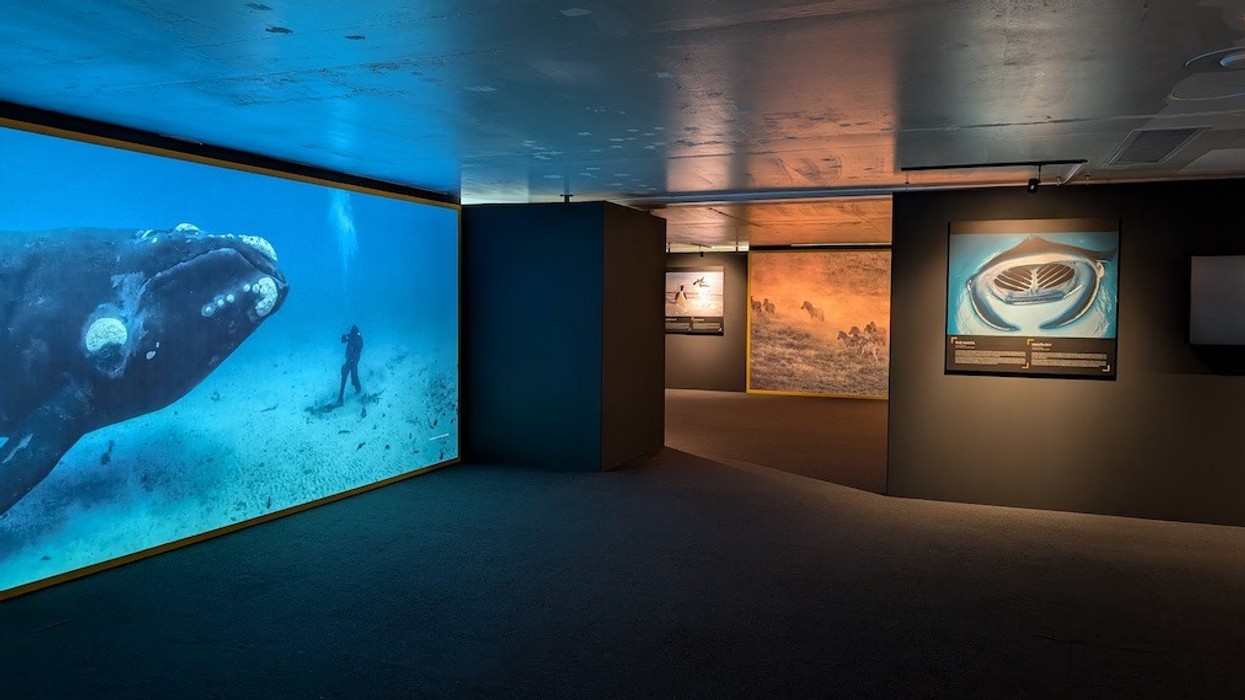 national geographic- The greatest Wildlife photographs