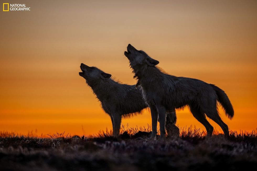 National Geographic, Wolves, by Ronan Donovan