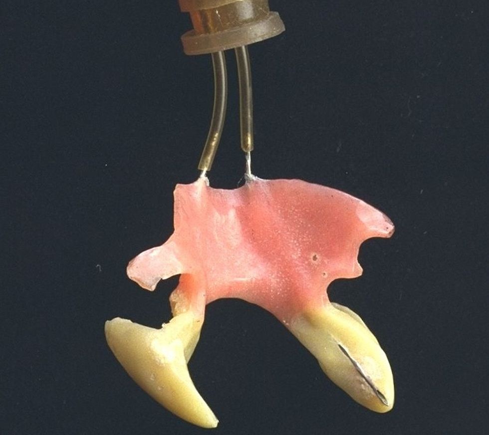 national science and media museum behind the screams christopher lee dracula fangs