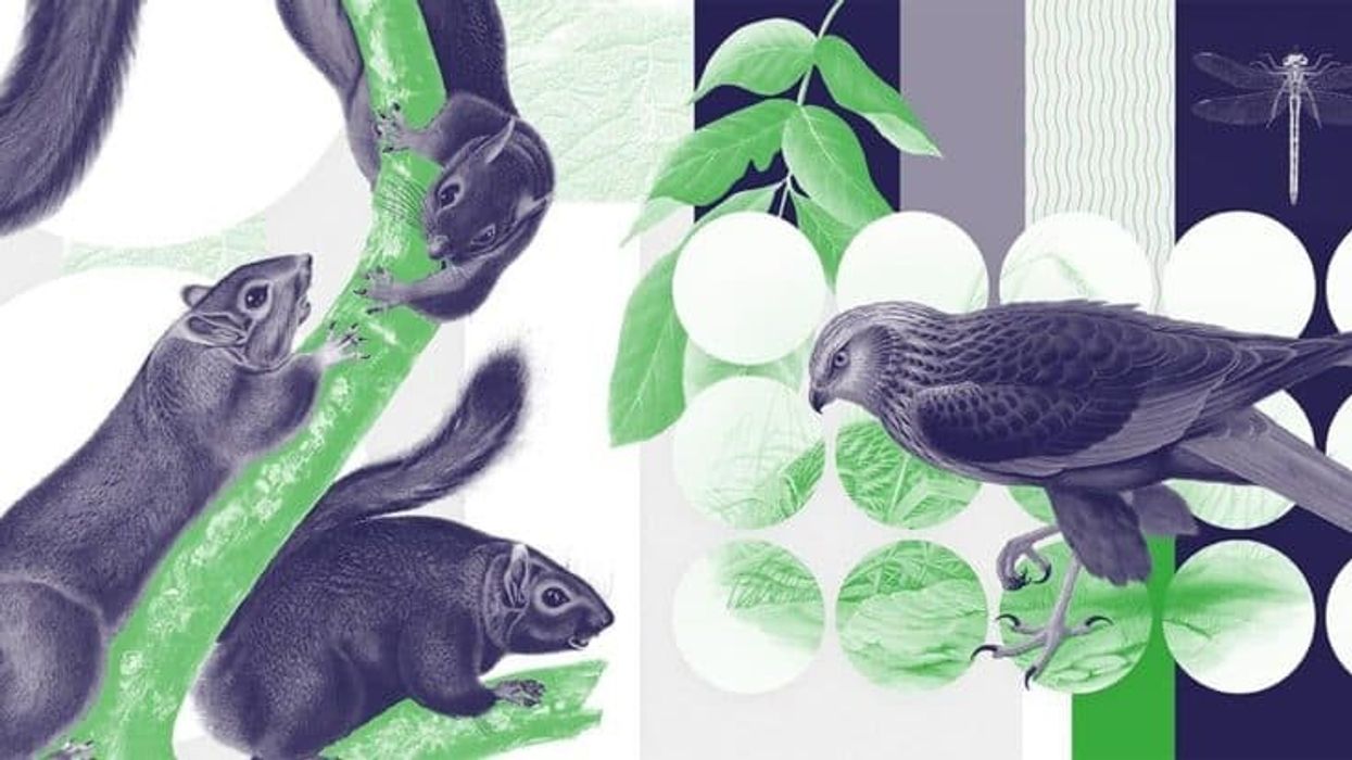 natural history museum beyond words