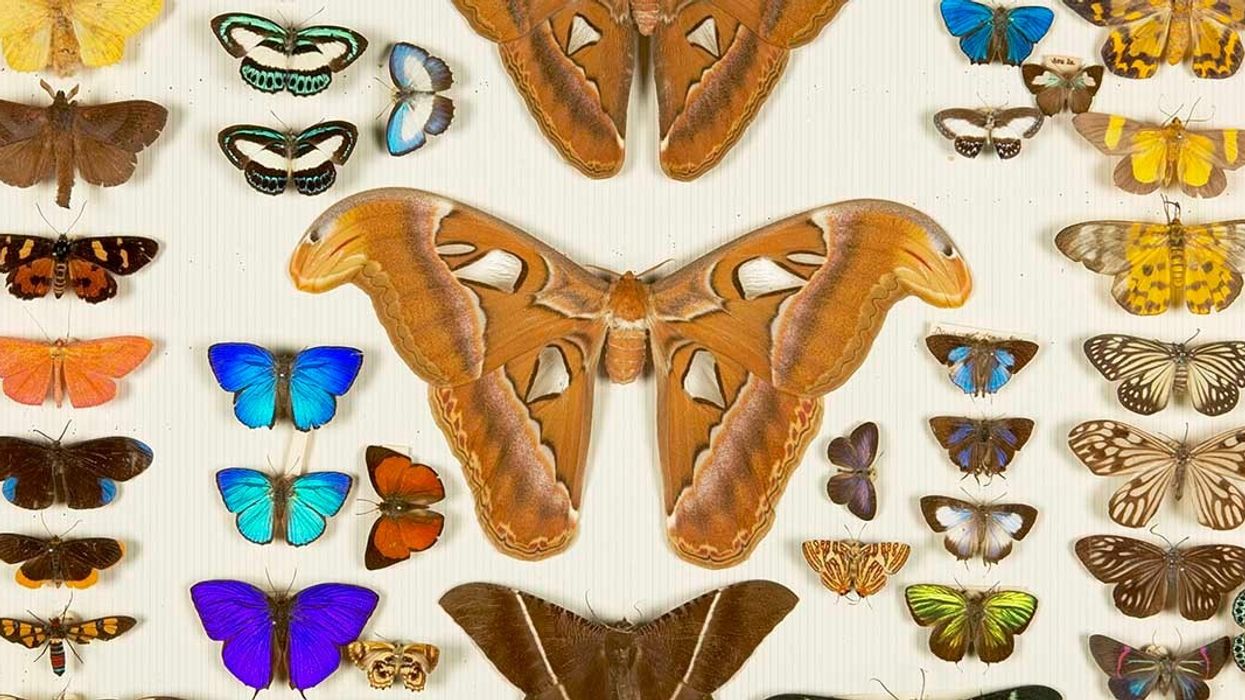 natural history museum collections