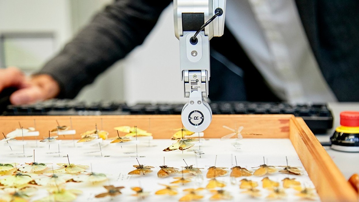 natural history museum digitisation project