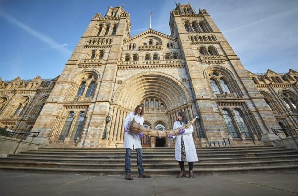 natural history museum fantastic beasts