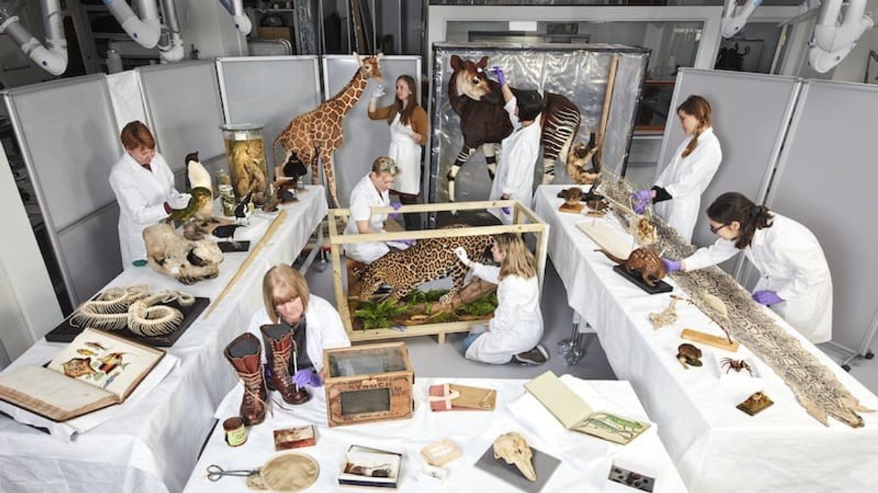 natural history museum fantastic beasts