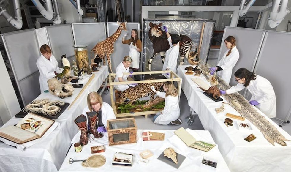 natural history museum fantastic beasts