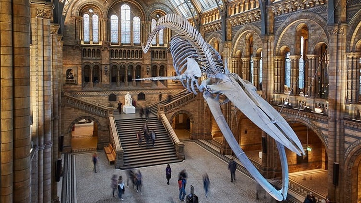 natural history museum london