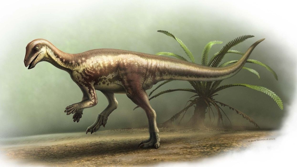 natural history museum new dinosaur