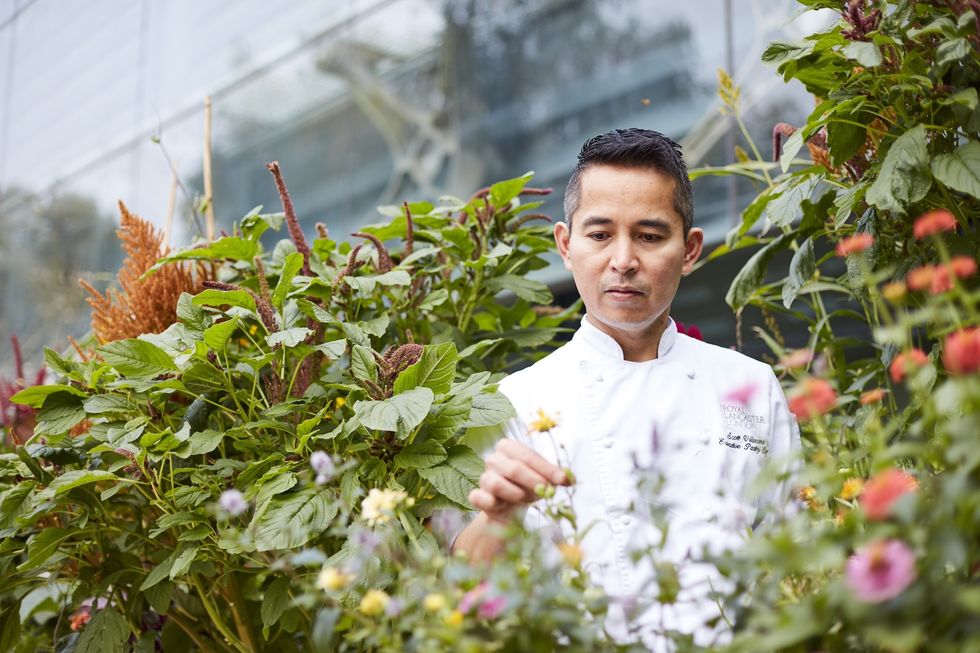 natural history museum royal lancaster afternoon tea