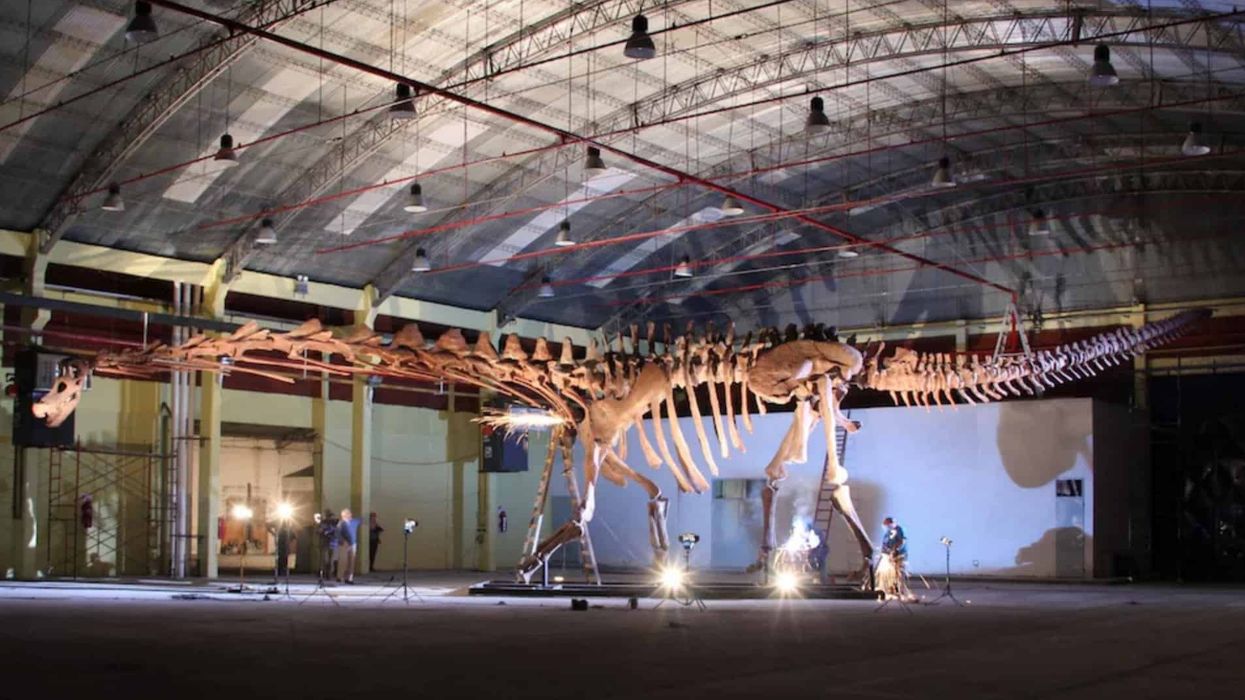 natural history museum titanosaur