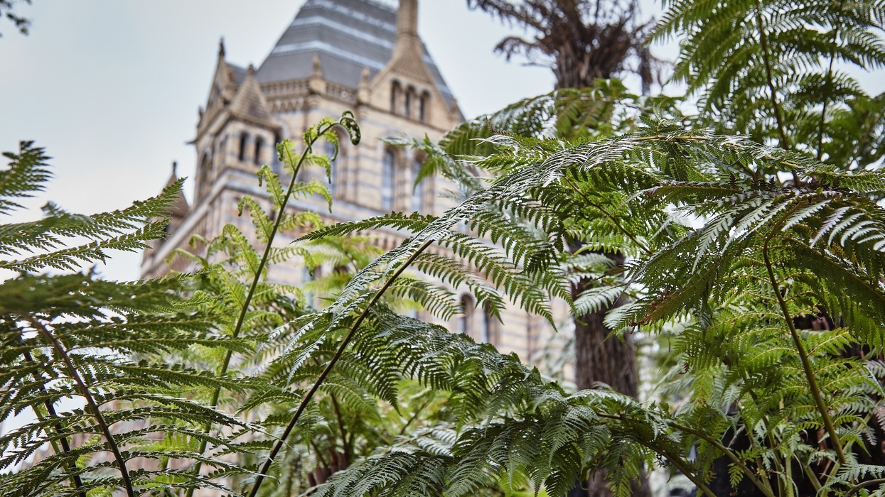 natural history museum transformed gardens