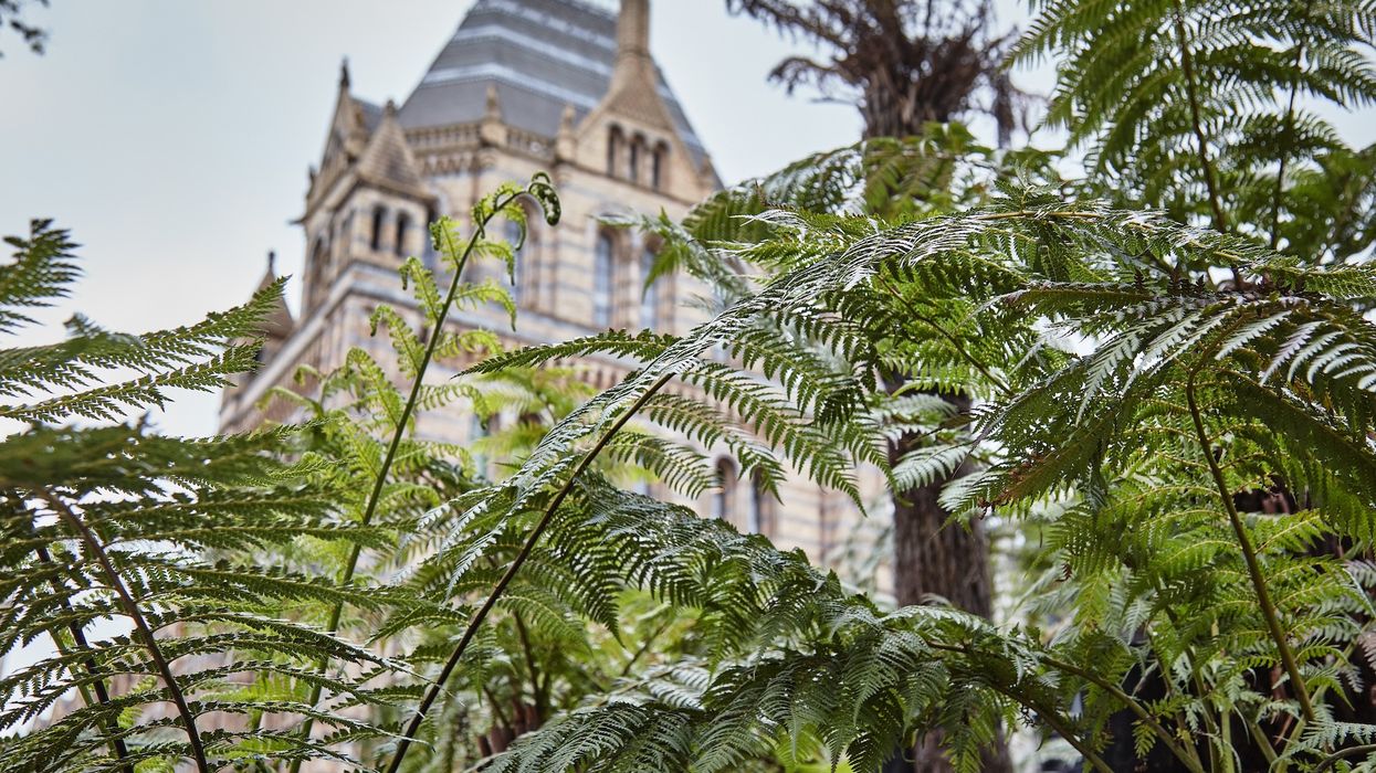 natural history museum transformed gardens