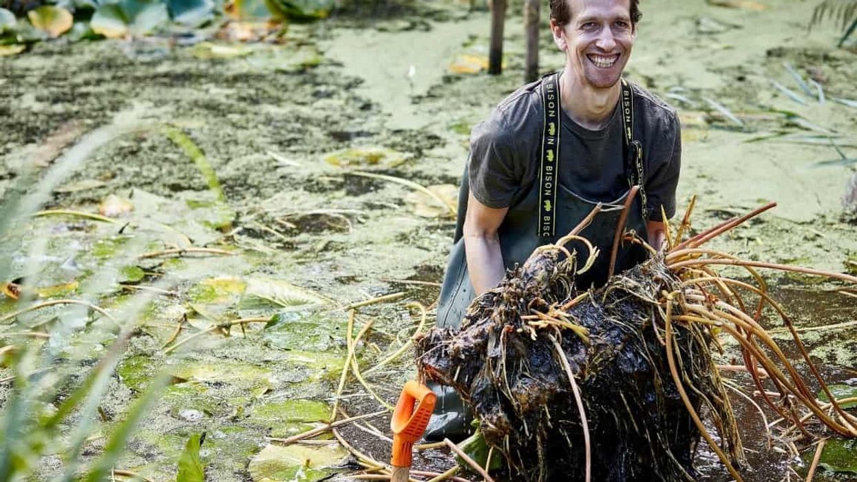 natural history museum urban nature project