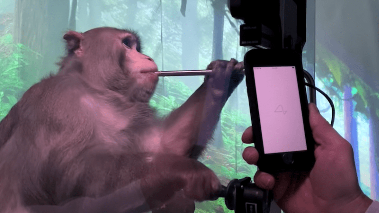 neuralink brain chip monkey