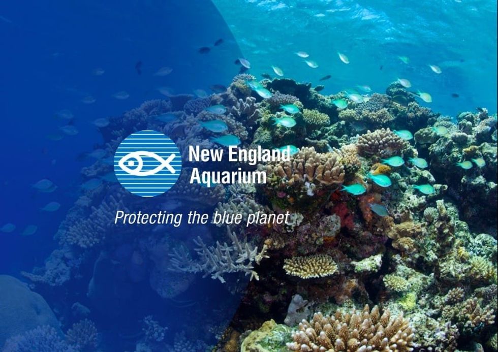 New England Aquarium BlueSwell