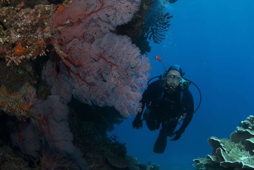new_england_aquarium_fiji_diver