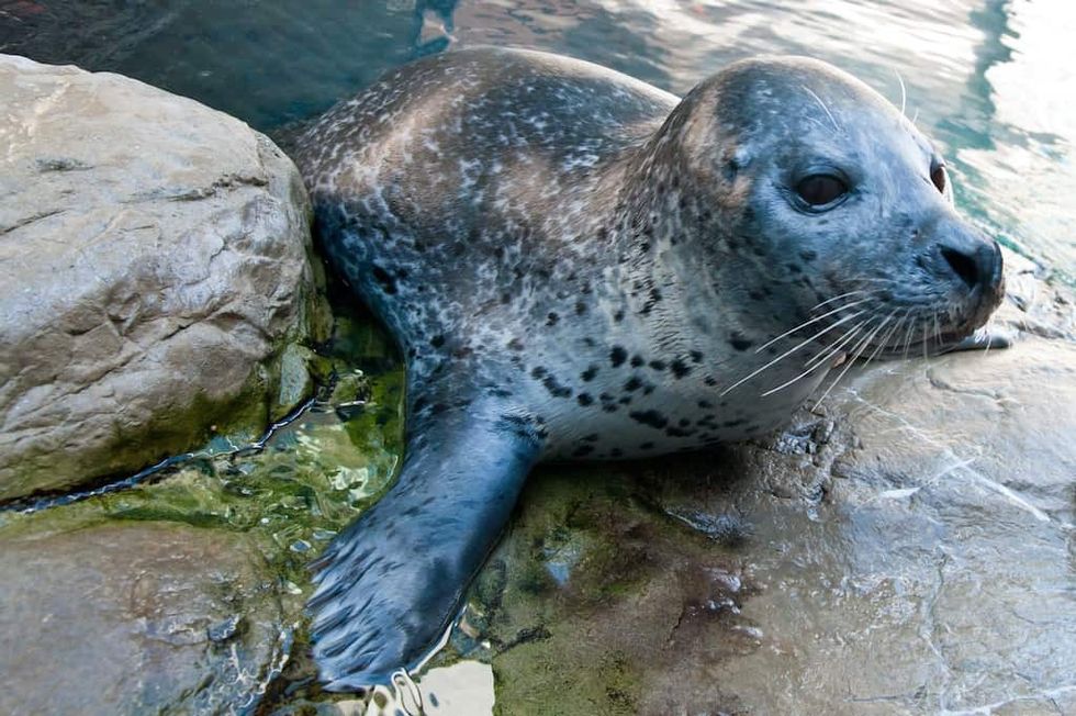 new_england_aquarium_harbor_seal 2024 AZA Annual Conference