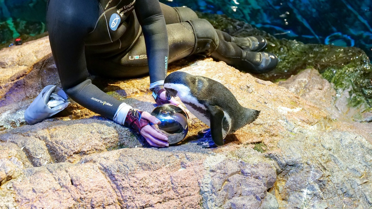new england aquarium penguin enrichment