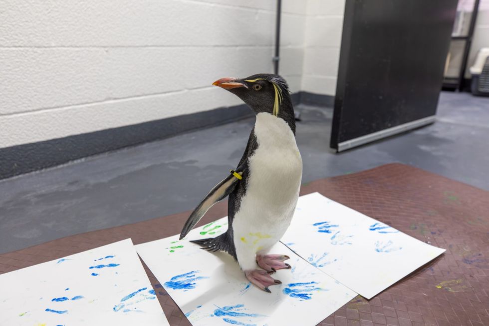 new england aquarium penguin enrichment