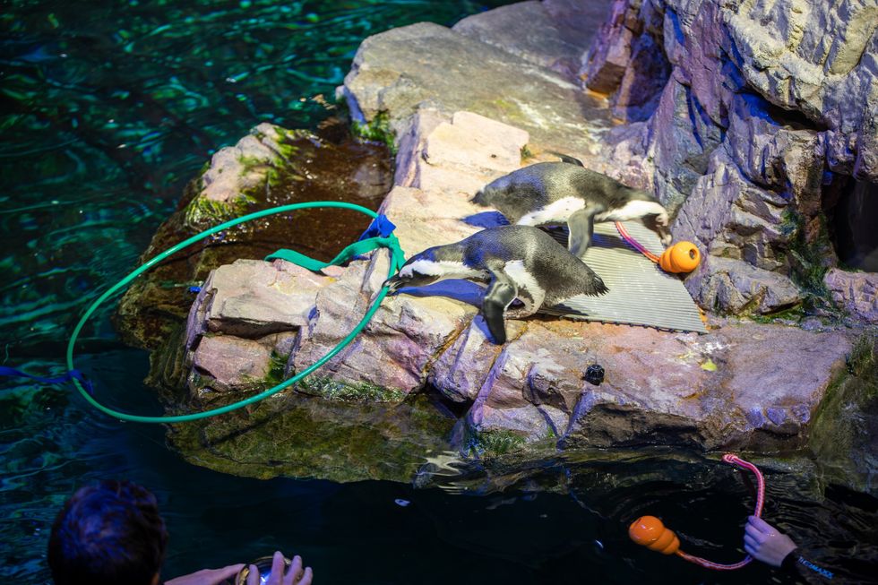 new england aquarium penguin enrichment